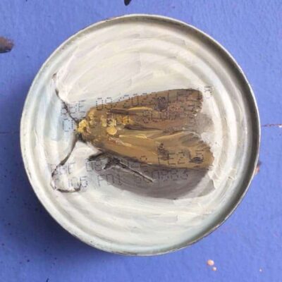 Dead Moth © Sheena Vallely
