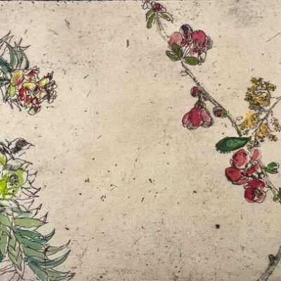 Euphorbia Mimosa © Sheena Vallely