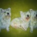 Glorious-Westies-Sheena-Vallely