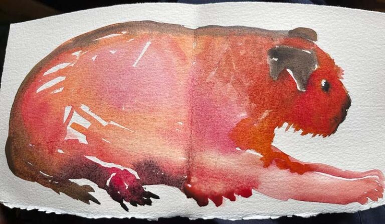 Jelly Dog © Sheena Vallely