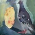 Pigeon Pie © Sheena Vallely