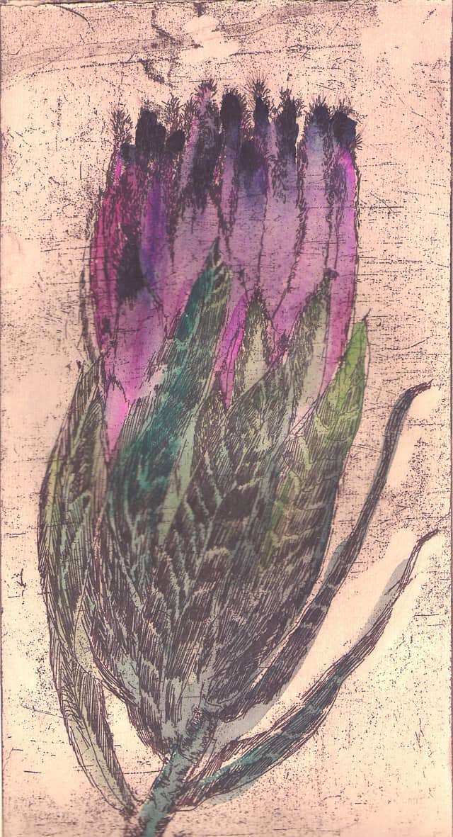 Protea Nerifolia by Sheena Vallely