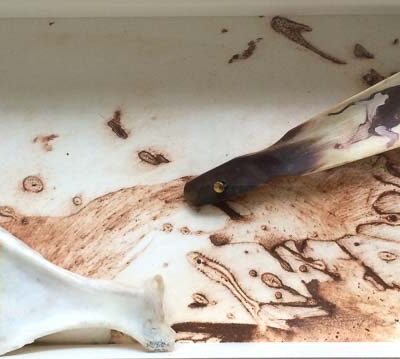 The Great Escape by Sheena Vallely